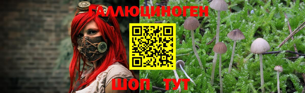 Псилоцибиновые грибы GOLDEN TEACHER  Вход с VPN  где найти   Зеленодольск 